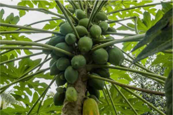Carica papaya Leaf Extract Helps in Management of Thrombocytopenia Induced by Chemotherapy
