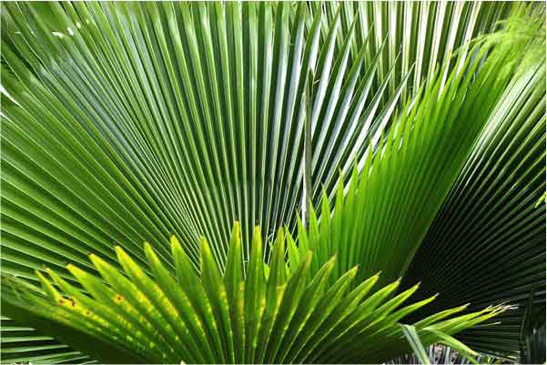 Usage Of Saw Palmetto Extract For BPH