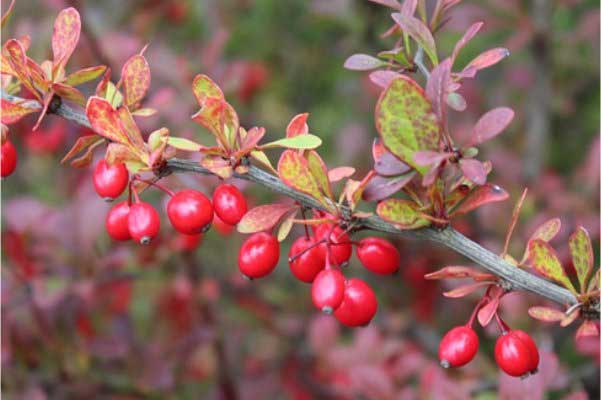 Does Berberine help in the medical condition of CVD and Dyslipidemia?