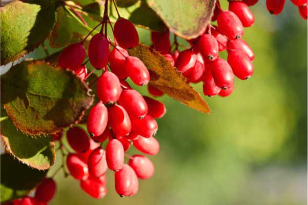 Berberine aids in relieving Cardio Vascular Disease